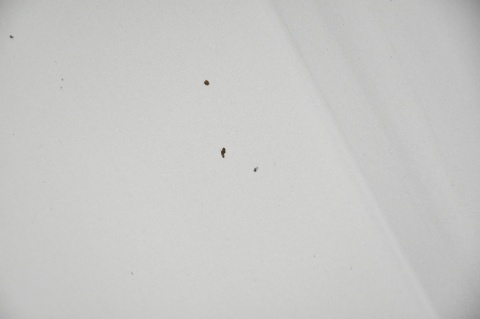 MASKA POKRYWA SILNIKA HYUNDAI SANTA FE II X2