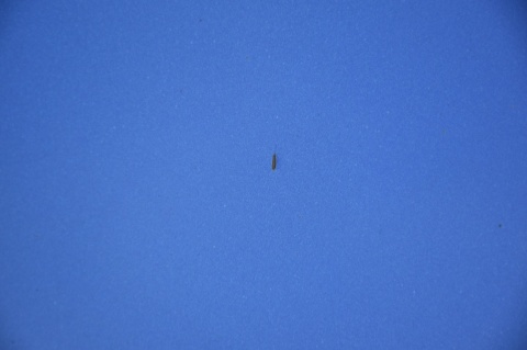 MASKA POKRYWA SILNIKA RENAULT SCENIC III 3