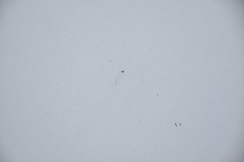 MASKA POKRYWA SILNIKA AUDI A6 C6