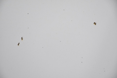 MASKA POKRYWA SILNIKA MERCEDES C-KLASA W203 C744