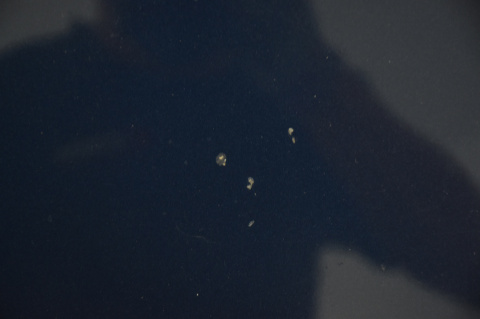 MASKA POKRYWA SILNIKA FORD C-MAX MK1