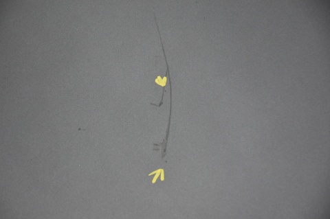 MASKA POKRYWA SILNIKA PEUGEOT 307