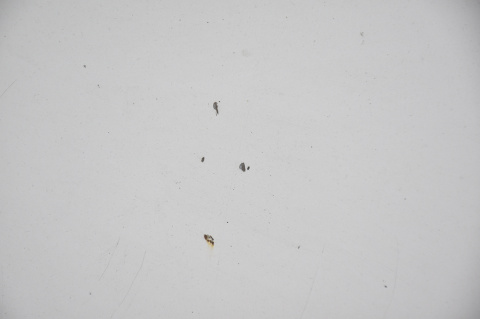 MASKA POKRYWA SILNIKA RENAULT SCENIC II