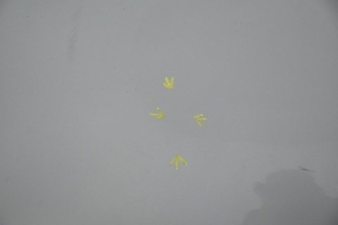 MASKA POKRYWA SILNIKA FORD MONDEO MK4