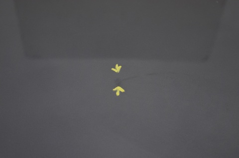 MASKA POKRYWA SILNIKA HONDA FR-V FRV NH684P