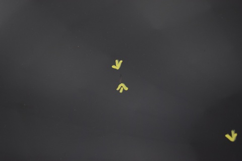 MASKA POKRYWA SILNIKA MAZDA 5 I