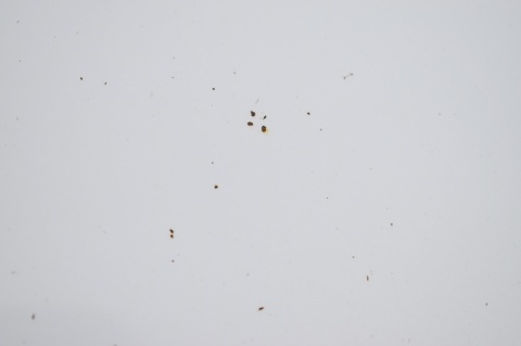 MASKA POKRYWA SILNIKA MAZDA 6 II GH