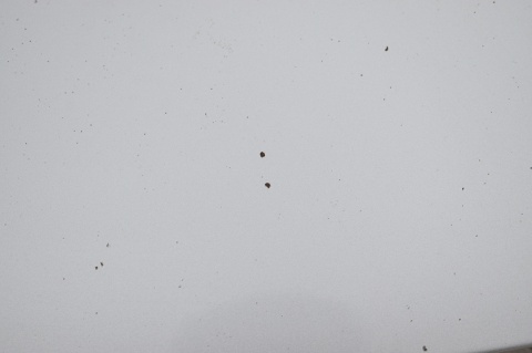 MASKA POKRYWA SILNIKA TOYOTA AURIS I E15 1C0