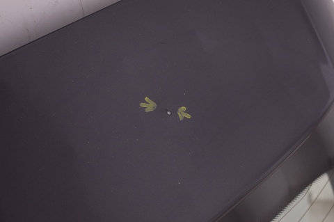 KLAPA TYLNA TYŁ BMW 1 E87 E81