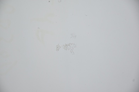 MASKA POKRYWA SILNIKA RENAULT KANGOO II