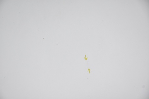 MASKA POKRYWA SILNIKA TOYOTA RAV4 II 1D4