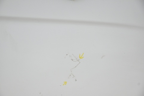 DRZWI TYLNE TYŁ LEWE CRAFTER SPRINTER 906 WYSOKIE IZOTERMA