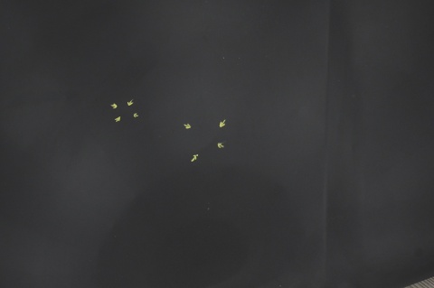 MASKA POKRYWA SILNIKA SKODA FABIA I