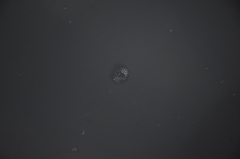 MASKA POKRYWA SILNIKA TOYOTA CELICA VI 202