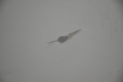 DRZWI TYLNE TYŁ PRAWE FORD C-MAX GRAND MK2