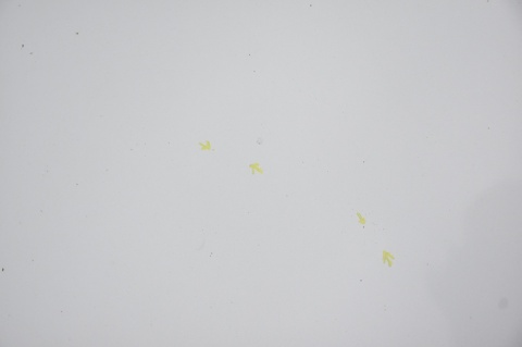 MASKA POKRYWA SILNIKA MERCEDES A W169 761