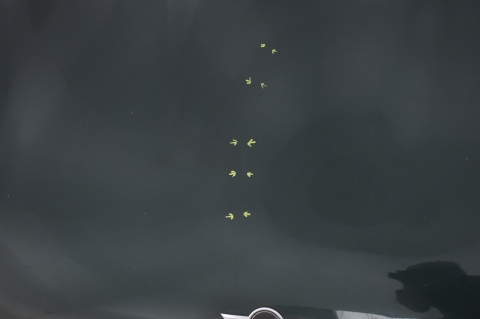 MASKA POKRYWA SILNIKA MINI ONE COOPER R56 A67