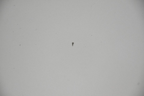 MASKA POKRYWA SILNIKA RENAULT SCENIC III 3 TED11