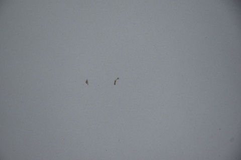 MASKA POKRYWA SILNIKA CITROEN C3 II KTH