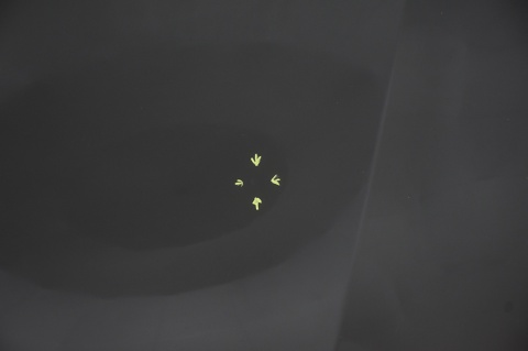 MASKA POKRYWA SILNIKA HONDA JAZZ III