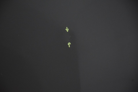 MASKA POKRYWA SILNIKA MAZDA 6 II GH