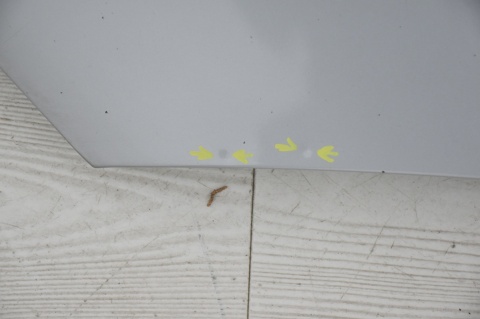 MASKA POKRYWA SILNIKA MERCEDES A W169 761