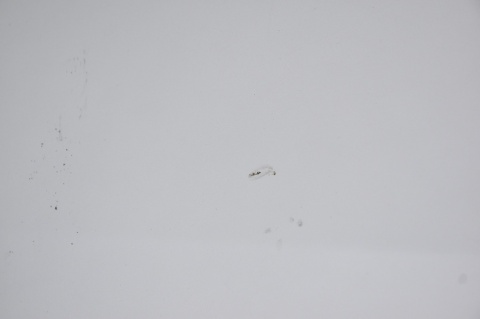 KLAPA TYLNA TYŁ HONDA ACCORD VII KOMBI NH623M