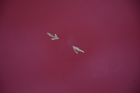 MASKA POKRYWA SILNIKA JEEP COMPASS