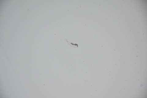 DRZWI PRZEDNIE PRZÓD PRAWE TRAFIC III VIVARO B