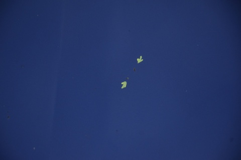 MASKA POKRYWA SILNIKA HONDA CIVIC VIII UFO B548P