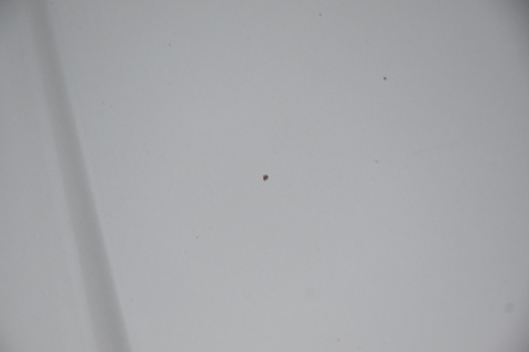 MASKA POKRYWA SILNIKA HONDA FR-V FRV NH623M