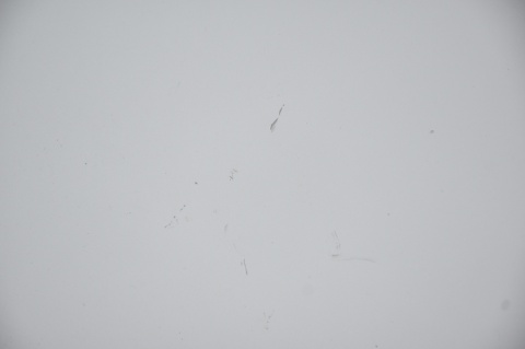 MASKA POKRYWA SILNIKA BMW Z4 416/9