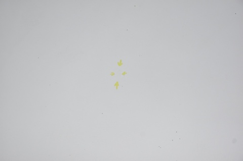 MASKA POKRYWA SILNIKA CITROEN BERLINGO I PARTNER LIFT EZRC