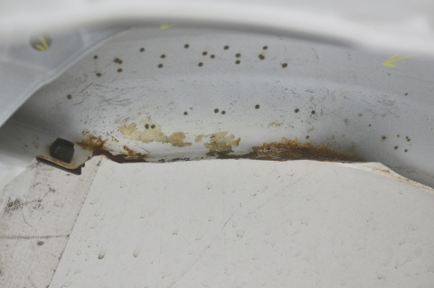 BŁOTNIK PRZEDNI PRZÓD PRAWY LEXUS IS III