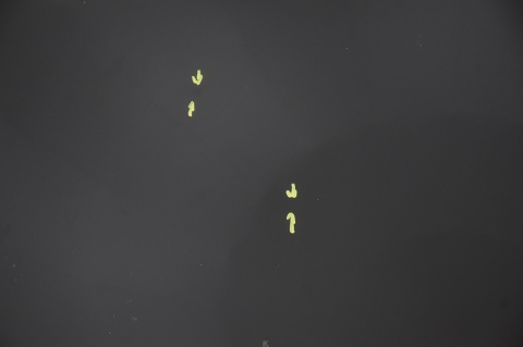 MASKA POKRYWA SILNIKA HONDA FR-V FRV B92P