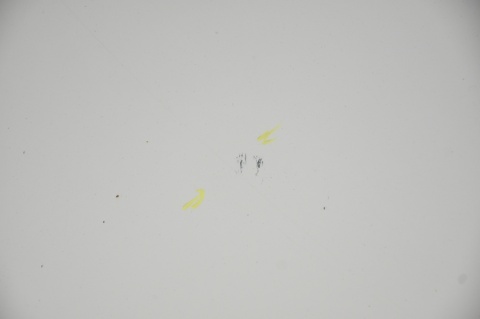 MASKA POKRYWA SILNIKA MINI ONE COOPER R56 LIFT