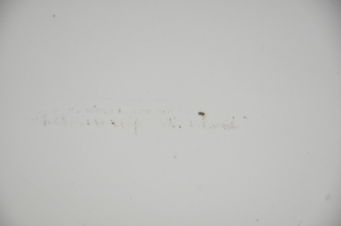 MASKA POKRYWA SILNIKA MINI ONE COOPER R56 LIFT