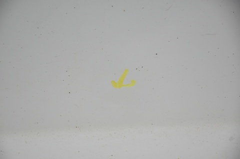 DRZWI TYLNE TYŁ LEWE CITROEN JUMPY EXPERT SCUDO II EWPA