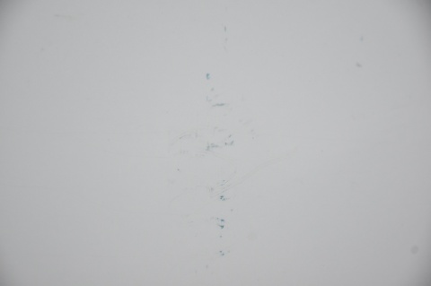 DRZWI TYLNE TYŁ LEWE AUDI Q5 I 8R