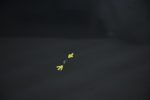 DRZWI TYLNE TYŁ PRAWE TOYOTA HILUX VII