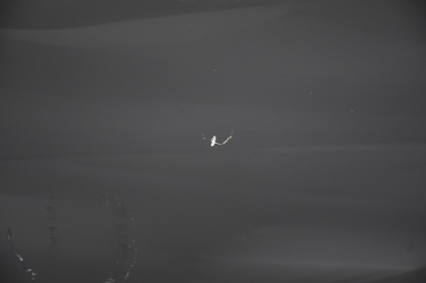 DRZWI PRZEDNIE PRZÓD PRAWE JAGUAR F-TYPE X156 COUPE