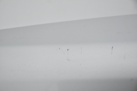 DRZWI TYLNE TYŁ LEWE OPEL COMBO III D FIAT DOBLO II 612/A