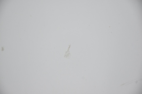 DRZWI TYLNE TYŁ PRAWE MERCEDES CITAN W415