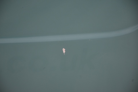 DRZWI TYLNE TYŁ PRAWE RENAULT KANGOO II