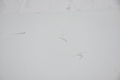 GRILL ATRAPA CHŁODNICY RENAULT KANGOO II